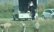 Mileyha Bölgesi’ne köpek bırakan 2 kişiye 540 bin TL idari para cezası