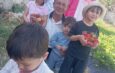 Altınözü’nde bir ilke imza atan çilek bahçesi misafirlerini ağırlamaya devam ediyor