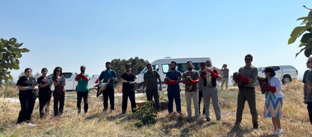 Yaralı ve bitkin bulunan 18 kuş tedavilerinin ardından doğaya salındı
