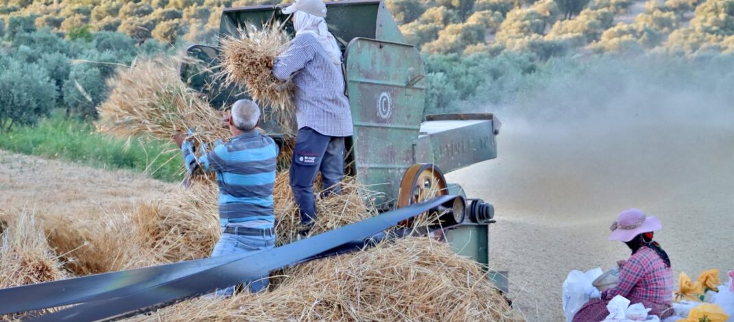 Altınözü’nde patozla asırlık buğday harmanı geleneği yaşatılıyor